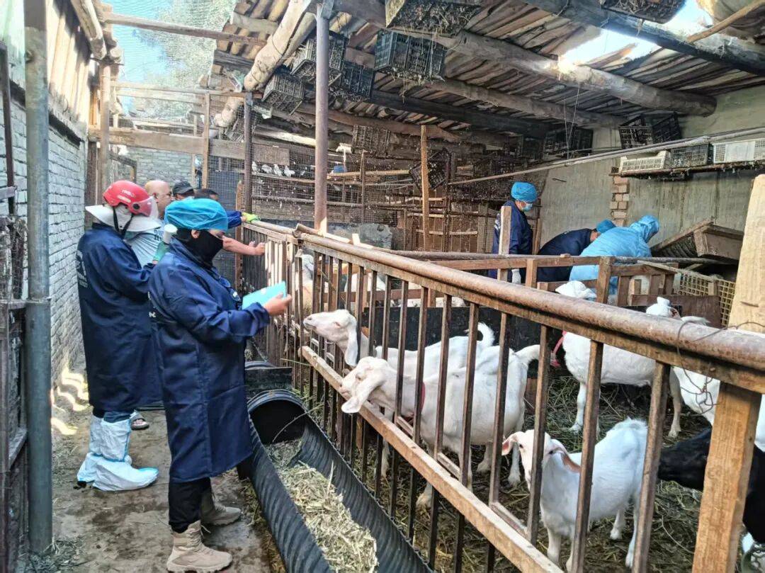 【动物防疫】推进疫苗集中接种 筑牢畜牧业安全屏障——铁干里克村开展疫苗接种工作